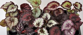 How tuberous begonia reproduces - ways to propagate a flower in the country