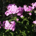 How to propagate phlox by cuttings in the summer - a description of all the methods