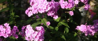 How to propagate phlox by cuttings in the summer - a description of all the methods