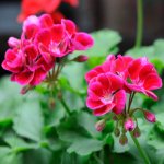 How to propagate geranium at home