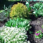 How to propagate primrose