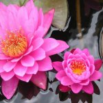 How to plant water lilies