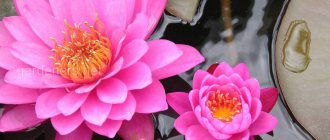 How to plant water lilies