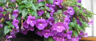 How to plant Achimenes rhizomes