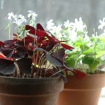 How to care for oxalis at home