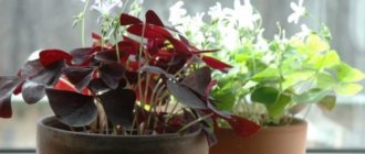 How to care for oxalis at home