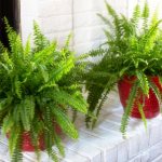 how to care for ferns at home