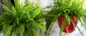 how to care for ferns at home