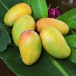 How to choose a mango for planting - How to grow a mango from a seed at home