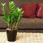 What does Zamioculcas look like?