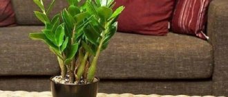 What does Zamioculcas look like?