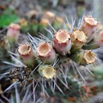 How to grow prickly pear cactus at home