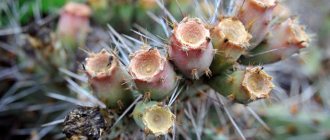 How to grow prickly pear cactus at home