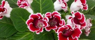 How to grow Gloxinia from seeds at home