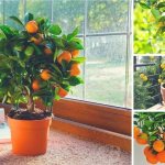 How to grow a tangerine tree at home: care rules