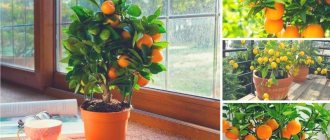 How to grow a tangerine tree at home: care rules