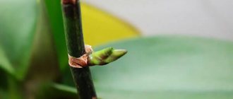 How to grow an orchid from a peduncle: practical tips