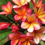 How to grow plumeria in the garden