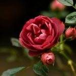 How to grow a rose from seeds