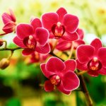 What flowers are similar to an orchid?