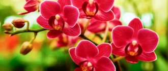 What flowers are similar to an orchid?