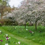 what trees bloom in May