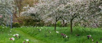 what trees bloom in May