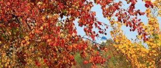 Which trees turn red in autumn?