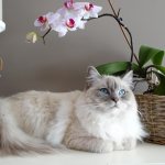 what plants are safe for cats, safe plants for cats, indoor plants safe for cats