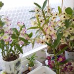 What kind of soil do orchids need, how to prepare the substrate yourself? Store products 