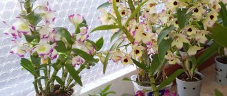 What kind of soil do orchids need, how to prepare the substrate yourself? Store products 