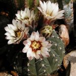 Cactus Gymnocalycium