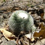 Mammillaria cactus in nature