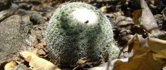 Mammillaria cactus in nature