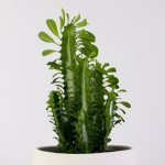 Euphorbia cactus - description, how it blooms, poisonous or not, types, care at home