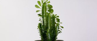 Euphorbia cactus - description, how it blooms, poisonous or not, types, care at home