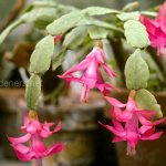 Schlumbergera cactus