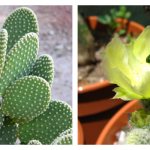 Rabbit Ear Cactus - Prickly Pear