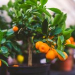 Calamondin citrofortunella - an exotic fruit that we don&#39;t know about? Growing calamondin at home. 