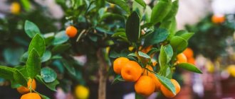 Calamondin citrofortunella - an exotic fruit that we don&#39;t know about? Growing calamondin at home. 