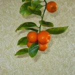 Calamondin