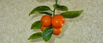 Calamondin