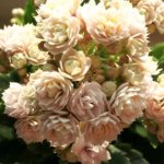 Каланхоэ (Kalanchoe Blossfeldiana)