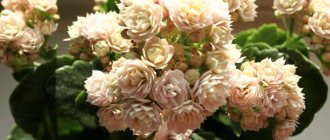 Каланхоэ (Kalanchoe Blossfeldiana)