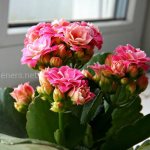 Kalanchoe Kalandiva