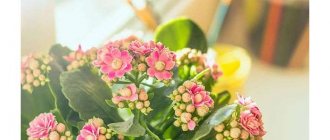 Kalanchoe