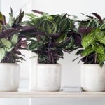 Calathea (70 photos): care and cultivation