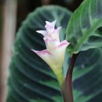 Calathea signs and superstitions during flowering