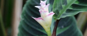 Calathea signs and superstitions during flowering