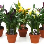 Callas in pots